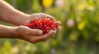 Farmer's hands holding fresh red currants in palm against blurred garden background. Harvest concept.