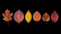 Autumn leaves collection in red, orange and yellow tones, isolated on transparent background. Ready for T-shirts, stickers, clipart, sublimation and print on demand.