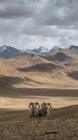Wild sheep with curved horns standing in vast mountain steppe landscape under dramatic cloudy sky. Remote wilderness scenery for nature and wildlife content.