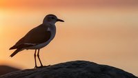 Seagull silhouette perched on rock against warm orange sunset sky. Coastal bird wildlife photography for nature and travel projects.