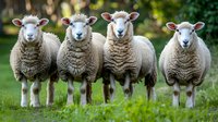 Four white woolly sheep standing in a row on green grass, looking directly at camera with curious expressions against blurred natural background.
