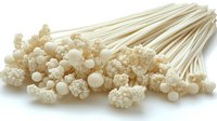 Fresh white enoki mushrooms bunch on white background, organic Japanese fungi variety with long thin stems and small round caps, isolated for culinary use.