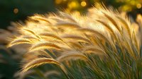 Golden ornamental grass swaying in warm sunlight with soft bokeh background creating peaceful natural atmosphere for landscaping and garden design.