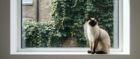 Siamese cat sitting on white window sill looking outside at ivy-covered brick building wall. Indoor pet relaxing by large window frame in cozy home interior.