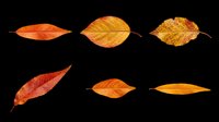 Six autumn leaves in warm orange and yellow tones, isolated on transparent background. Ready for t-shirt design, stickers, clipart, sublimation, and print on demand use.
