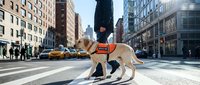 Guide dog assisting visually impaired person crossing busy city street intersection with traffic and urban buildings in background.