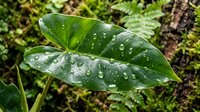 Lush green leaves with water droplets after rain, surrounded by moss and vegetation in natural forest environment.