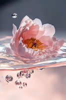 Pink peony floating on water surface with air bubbles rising underneath, soft petals reflecting in rippling water against dark background, macro photography.