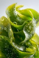 Fresh green seaweed with water droplets on curled fronds against white background, showcasing natural marine texture for food or cosmetic industry.