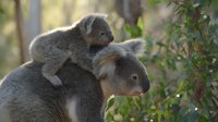 Adorable koala mother carrying baby joey on back in natural eucalyptus forest habitat. Australian marsupial wildlife parenting bond in wilderness setting.