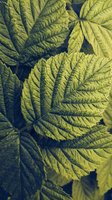 Close-up of textured green leaves with prominent veins creating natural patterns for botanical backgrounds and organic design projects.