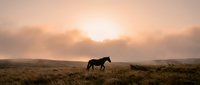 Silhouette of horse grazing in golden meadow during dramatic sunset with warm orange sky and rolling hills creating peaceful countryside atmosphere.