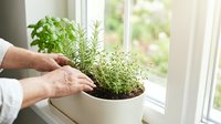 Fresh herbs growing in white pot on sunny windowsill with hands tending to aromatic plants for cooking and home gardening indoor cultivation.