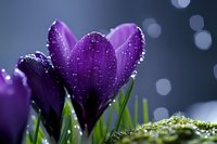 Purple crocus flowers with water droplets blooming in spring garden with bokeh background and morning dew on petals creating magical atmosphere.