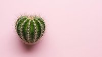 Heart-shaped cactus succulent plant on soft pink background with copy space for Valentine's Day romantic botanical concept and home decor design projects.