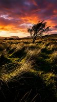 Windswept tree in golden grassland under dramatic sunset sky with orange and purple clouds, suitable for nature and landscape backgrounds.