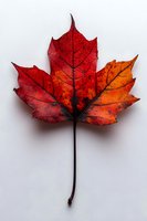 Vibrant red and orange maple leaf showing natural autumn colors and detailed vein patterns on white background, isolated for creative seasonal designs.