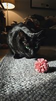 Black cat with green eyes playing with pink paper ball toy on gray carpet in cozy living room with warm lamp lighting creating intimate home atmosphere.