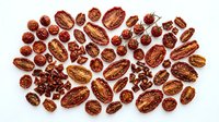 Mixed nuts collection with pecans walnuts and almonds arranged on white background for healthy snacking and cooking recipes.