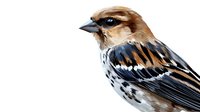 Small spotted bird with brown, black and white feathers in detailed side view portrait against white background, isolated for nature and wildlife designs.