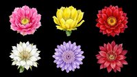 Colorful blooming flowers isolated on transparent background, ready for t-shirt design, clipart, stickers, sublimation and print-on-demand projects.