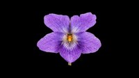 Purple violet flower isolated on transparent background, ready for stickers, t-shirt design, print on demand, sublimation, and clipart use.