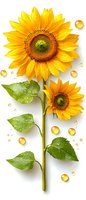 Vibrant sunflowers with bright yellow petals and green leaves on white background, decorated with golden water drops. Isolated botanical composition for design.