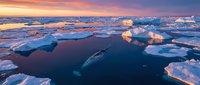 Aerial view of a whale swimming beneath fragmented sea ice during Arctic sunrise with golden and pink sky reflections.