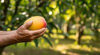 Farmer's hand holding ripe mango in orchard garden. Fresh tropical fruit harvest, agriculture and farming concept for food production and organic cultivation.