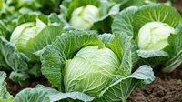 Fresh green cabbage heads growing in vegetable garden, close up view of organic produce with detailed leaf texture and natural soil background.