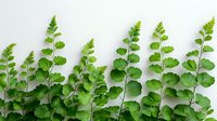 Fresh green fern leaves arranged in row on white background, natural botanical pattern. Delicate fronds create minimalist composition for nature designs.