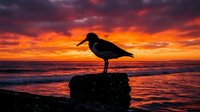 Silhouette of seagull standing on rock against dramatic sunset sky over ocean waves with vibrant orange and purple colors creating peaceful coastal scene.