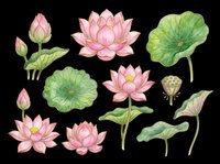 Lotus flowers and lily pads isolated on transparent background. Pink blooms, green leaves, and seed pods ready for t-shirt design, clipart, stickers, sublimation, and print-on-demand projects.