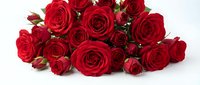 Fresh red roses bouquet isolated on white background for romantic gifts, Valentine's Day celebrations, wedding decorations and floral arrangements.