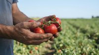 Farmer holding fresh ripe red tomatoes in cupped hands with green agricultural field background showcasing organic farming and harvest season produce.