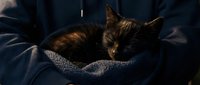 Tabby kitten resting in human arms wrapped in dark blue fabric, warm indoor lighting highlighting fur texture and peaceful expression for pet care content.