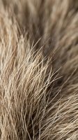 Extreme close-up macro shot of wild animal fur texture, showing fine brown and beige hair strands with natural depth and detail.