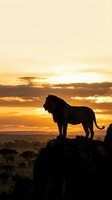 Majestic lion silhouette standing on rocky outcrop against golden sunset sky in African savanna landscape with dramatic clouds and warm lighting.