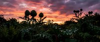 Silhouetted wildflowers and plants against a dramatic sunset sky with vibrant orange, pink, and purple clouds, creating a striking natural landscape scene for editorial and design projects.