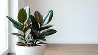 Rubber plant with glossy green leaves in white pot on wooden surface near window. Indoor houseplant for home decor and natural air purification.