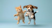 Orange tabby kitten and beagle puppy jumping together in mid-air against light blue background, playful pets in motion for animal lover designs.
