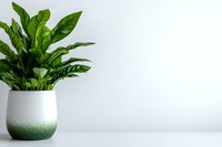 Fresh green houseplant with glossy leaves in modern white and green ceramic pot against minimal white background, styled for contemporary home decor.