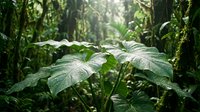 Lush tropical rainforest foliage with water droplets on large green leaves, dense vegetation and misty atmosphere, suitable for nature and environmental design projects.