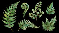 Watercolor fern leaves set isolated on transparent background. Green botanical clipart for t-shirt design, stickers, print on demand, sublimation, and digital crafts.