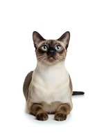 Siamese cat with striking blue eyes and color-point markings sitting on white background, isolated and ready for design use on various media.