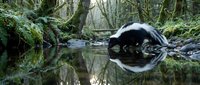 Skunk drinking water from forest stream with perfect reflection, surrounded by moss-covered rocks and lush green vegetation in natural woodland habitat.