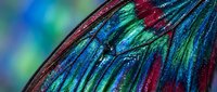 Macro shot of iridescent feather with vibrant blue, green, and magenta streaks displaying natural light refraction and color gradients for design and nature projects.