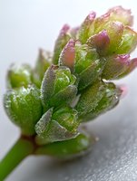 Macro photography of fresh green succulent plant buds with pink tips covered in morning dew drops, showing delicate natural texture and patterns on gray background.