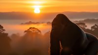 Silhouette of contemplative person watching golden sunrise over misty landscape with rolling hills and trees creating peaceful morning meditation scene.