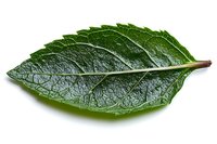 Fresh green leaf with detailed texture and prominent veins isolated on white background, macro photography showing natural botanical structure.